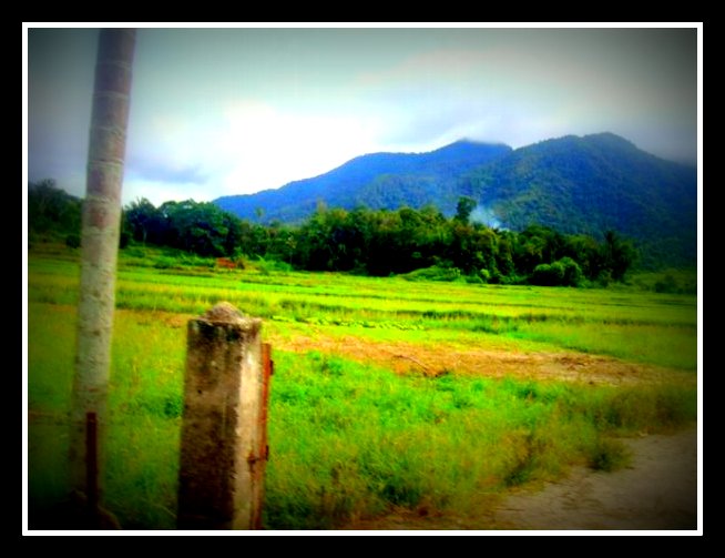 Alam Desa Lumban Lobu di Pagi Hari POMPARAN OP SONDANG Alam Desa Lumban Lobu di Pagi Hari POMPARAN OP SONDANG