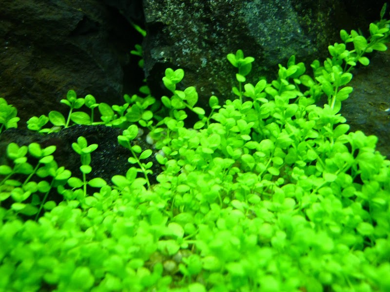 Koleksi Spesial 18+ Tanaman Darat Untuk Aquarium