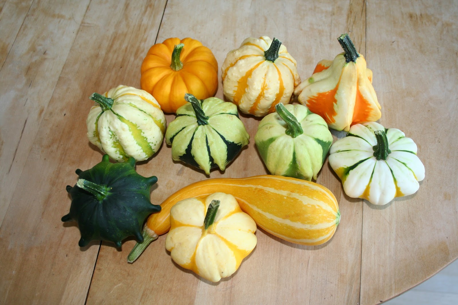 Tammy's Craft Emporium Ornamental Gourds So colourful.
