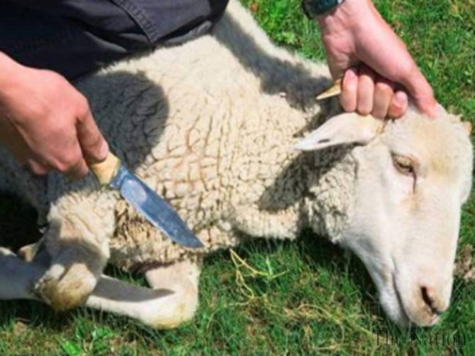 Pengertian Aqiqah dan Hukum Aqiqah - Ajaran Islam