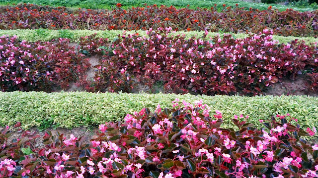 Terrazas de Flores Cebu Botanical Garden