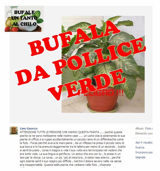La pianta velenosa... Butac Bufale Un Tanto Al Chilo La pianta velenosa... Butac Bufale Un Tanto Al Chilo