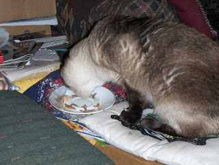 Here's Yum Yum having something to eat after getting her medication.