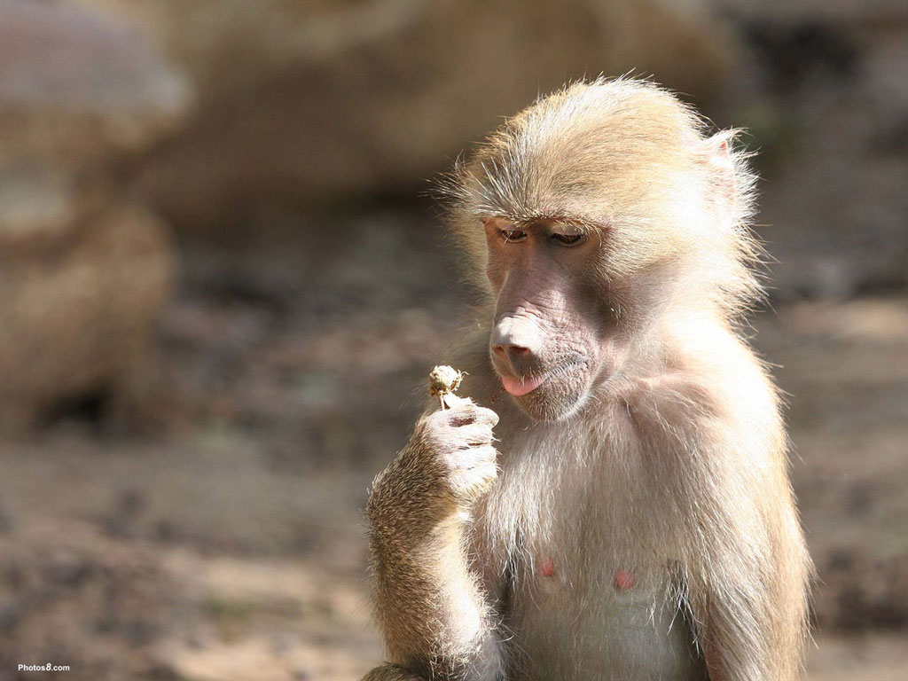 Funny Three Baboons Hd Wallpaper | Wallpapers Quality