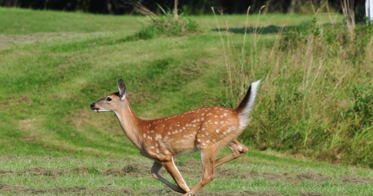 косуля и антилопа. Fawns. косуля лань антилопа. косуля в прыжке. пятнистый олень оленята.