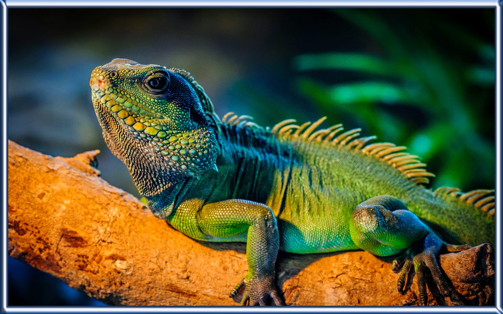 iguana asli indonesia