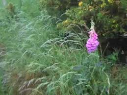 sex inside bush VIDEO: Teenager catches mum making love with boyfriend in the bush