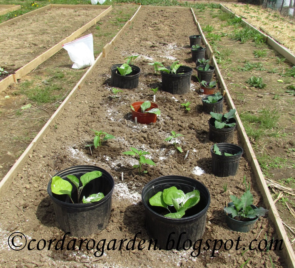 The Gardener of Eden Eggplant & Peppers planted at the plots...almost