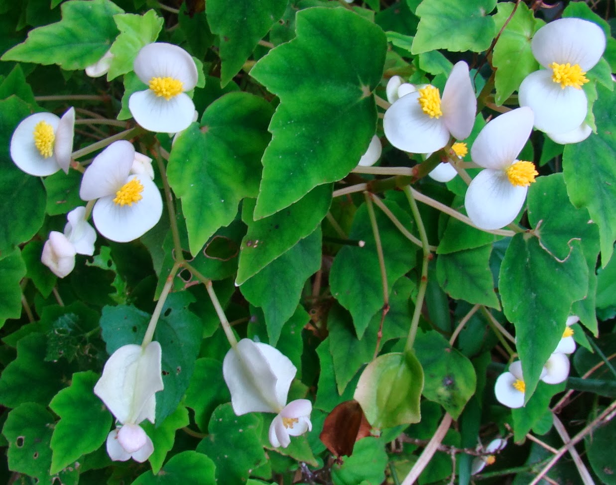 Environmental Rehabilitation and Indigenous Landscape Design No