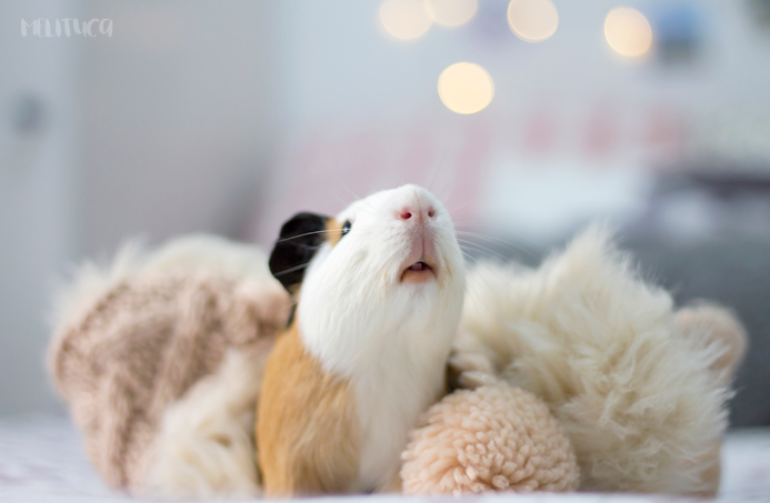 hora siesta kevin cobaya fotografía