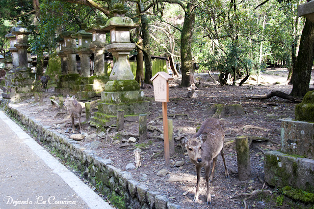 Día 10 - Nara - Osaka - Japón primavera 2016 - 18 días (con bajo presupuesto) (19)