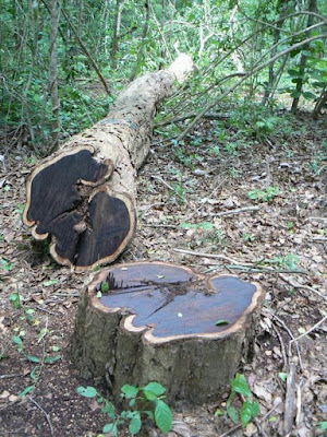 African blackwood, kayu hitam mahal dari afrika