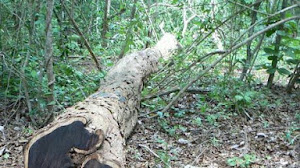 African blackwood, kayu hitam mahal dari afrika