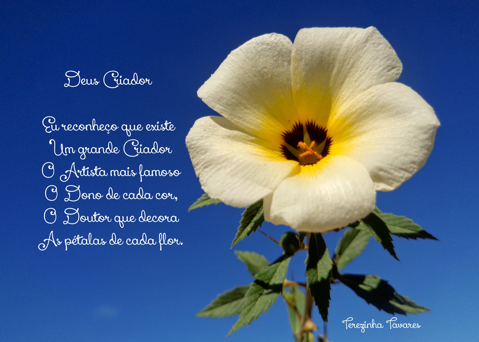 Terezinha Tavares Agosto 18