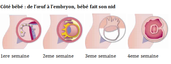 Côté bébé : de l’œuf à l’embryon, bébé fait son nid