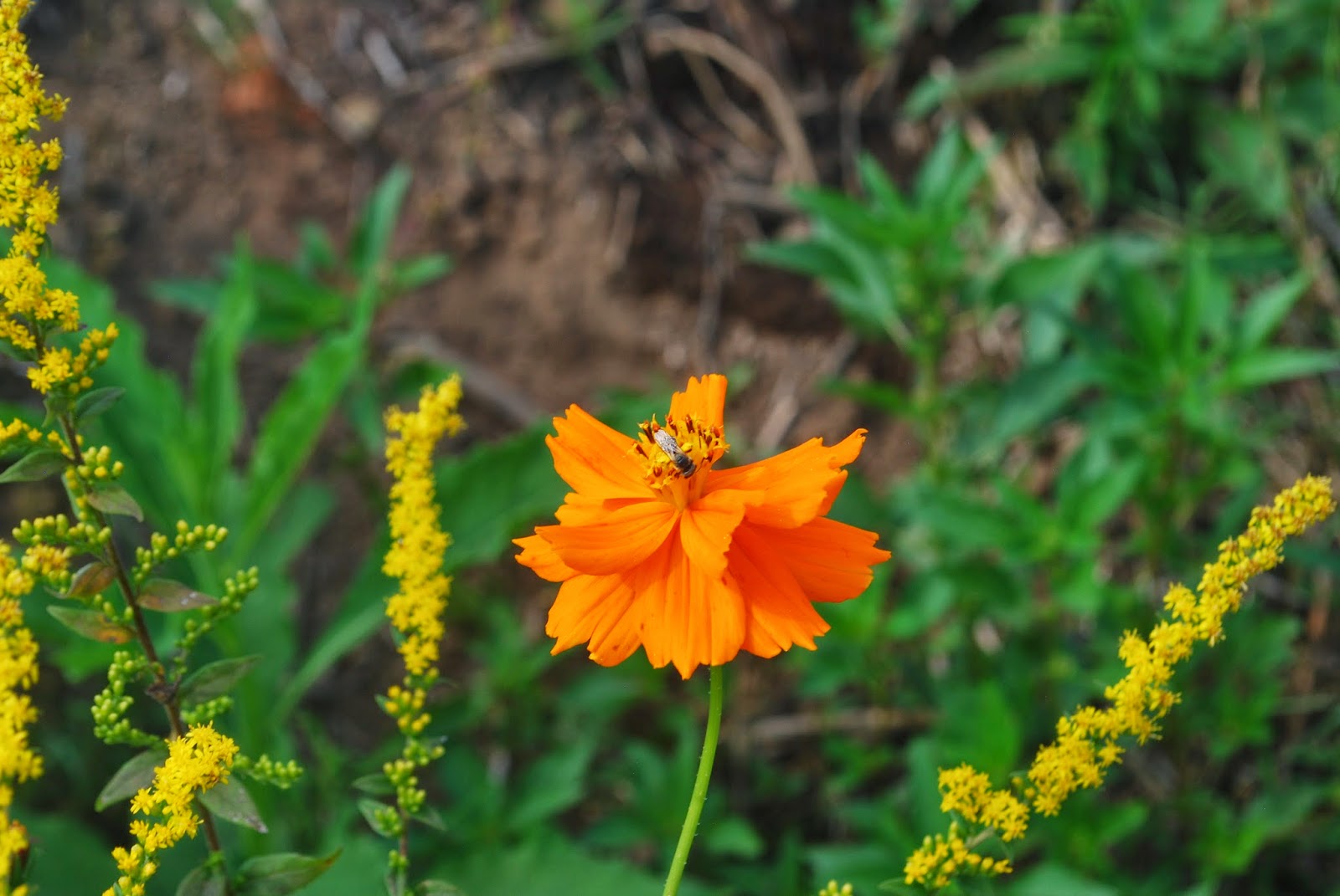 Cullowhee Community Garden