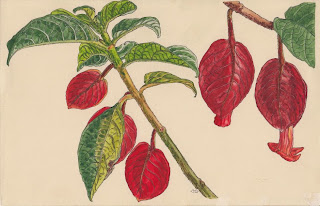 Free Botanical illustration Books. Read online or download.