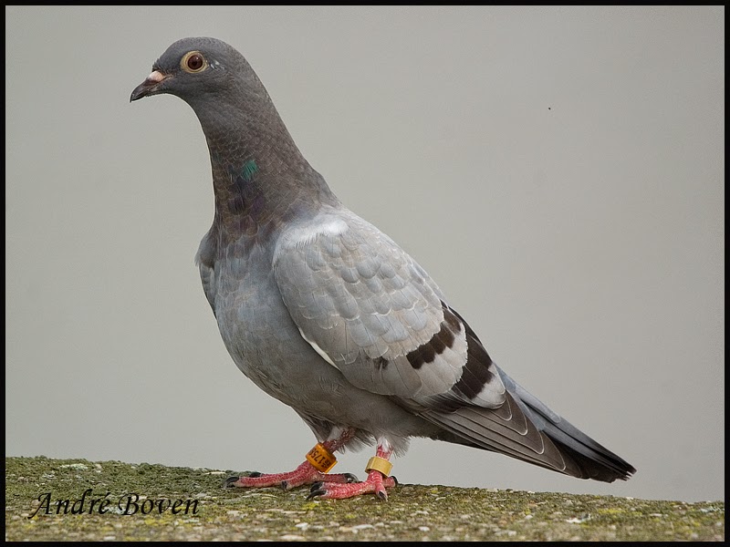 Birding Oldambt Duif. Birding Oldambt Duif.