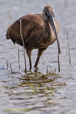 Morito (Plegadis falcinellus)