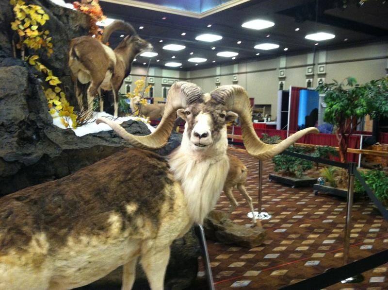 Sheep Show Reno 2025 Devora Wendeline