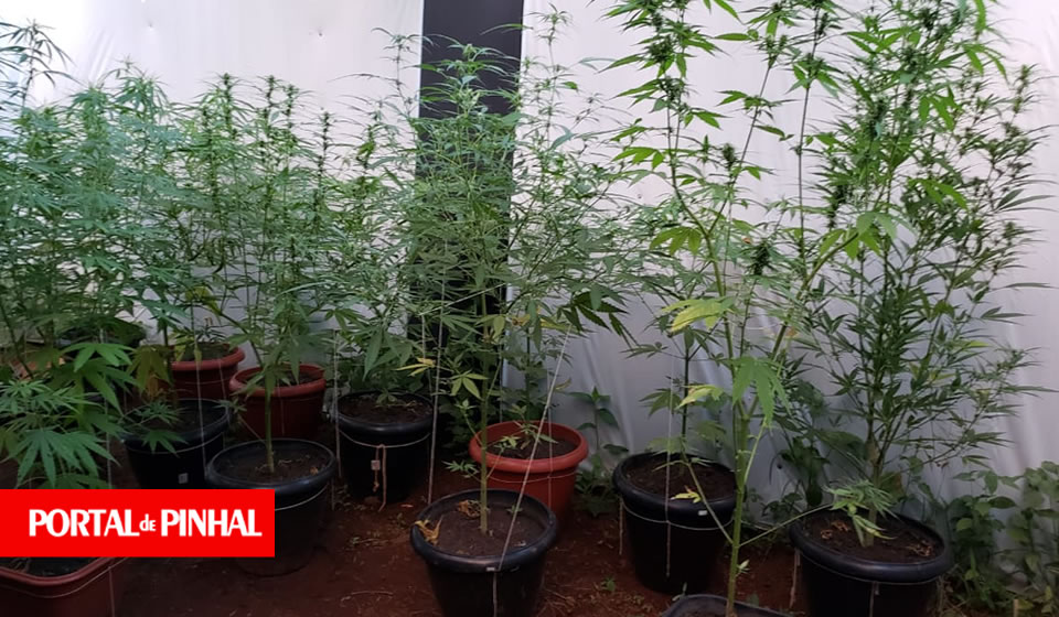 Homem é preso com mais de 100 pés de maconha em São João da Boa Vista Homem é preso com mais de 100 pés de maconha em São João da Boa Vista
