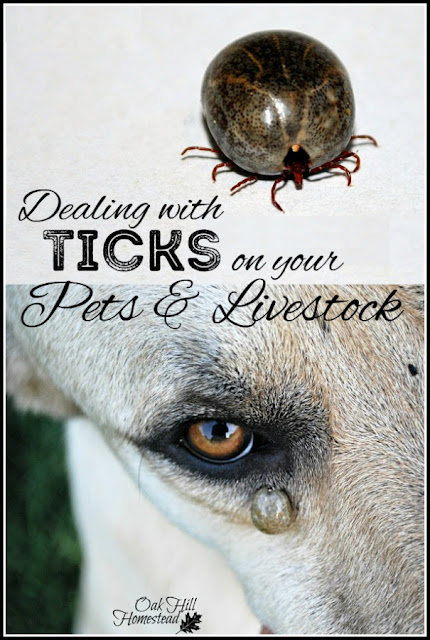 How to deal with ticks on your pets and livestock, and a few ideas to prevent them.