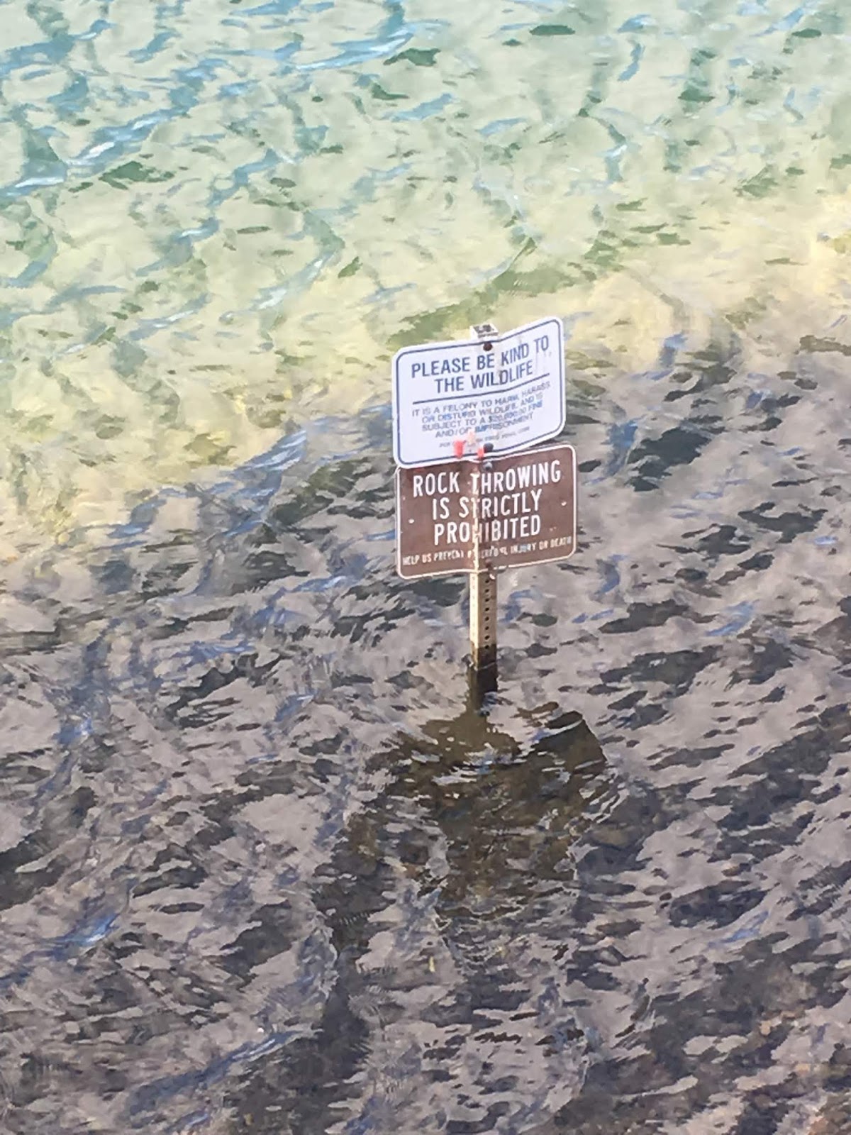 Picturing English Rock Throwing and Wildlife