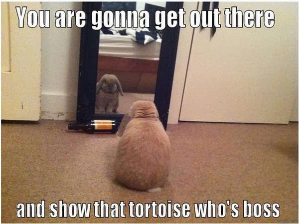 30 Funny animal captions - part 17 (30 pics), funny caption, animal pic with funny caption