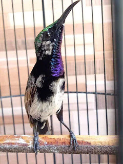 Suara Burung Black Sunbird (Burung madu hitam) Suara Burung Black Sunbird (Burung madu hitam)