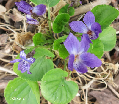 sweet violet, Viola odorata