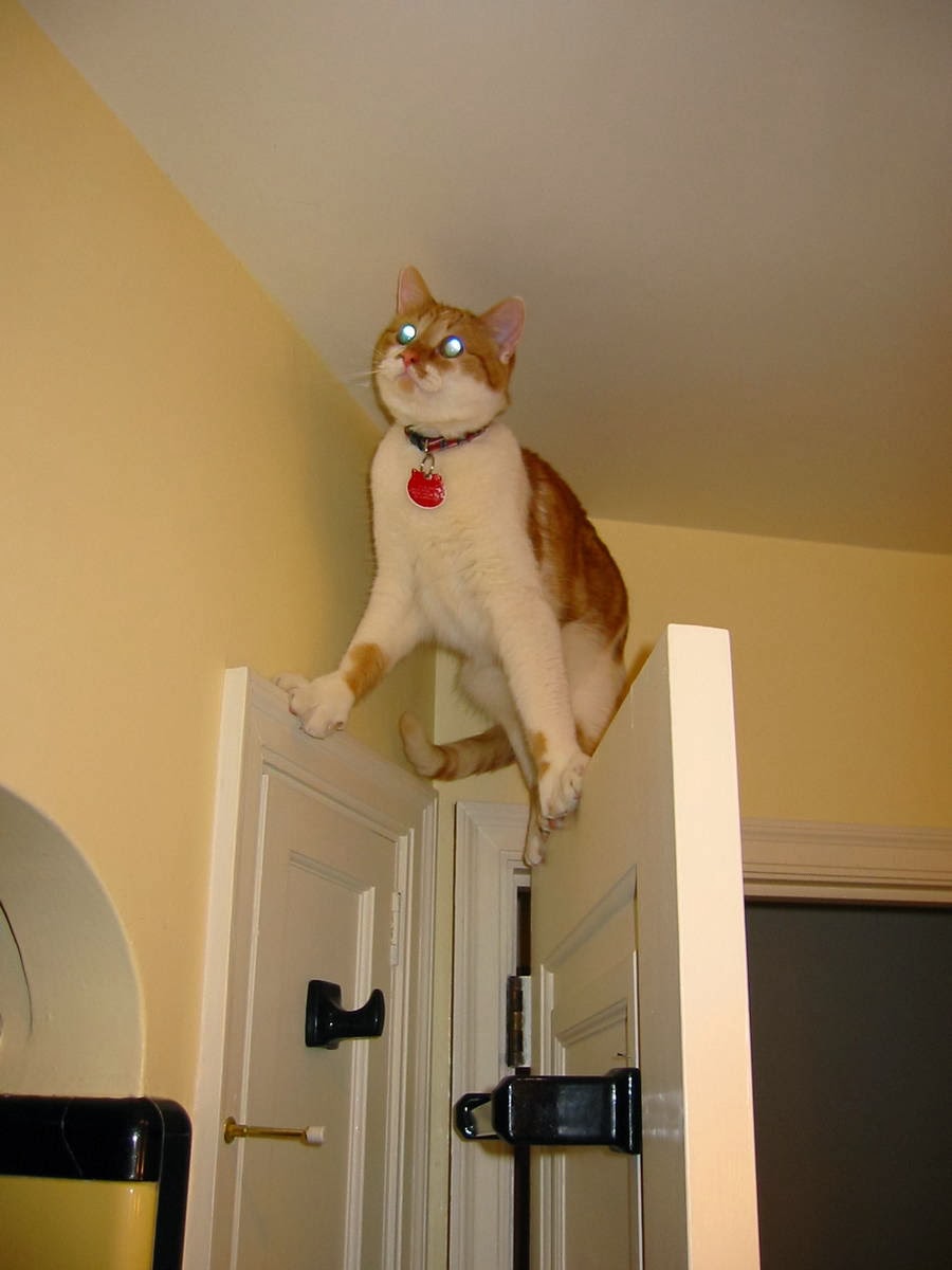 Funny cats - part 93 (40 pics + 10 gifs), cat stands on door