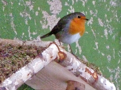 Ein Rotkehlchen auf dem Vogelhäuschen... Ein Rotkehlchen auf dem Vogelhäuschen...