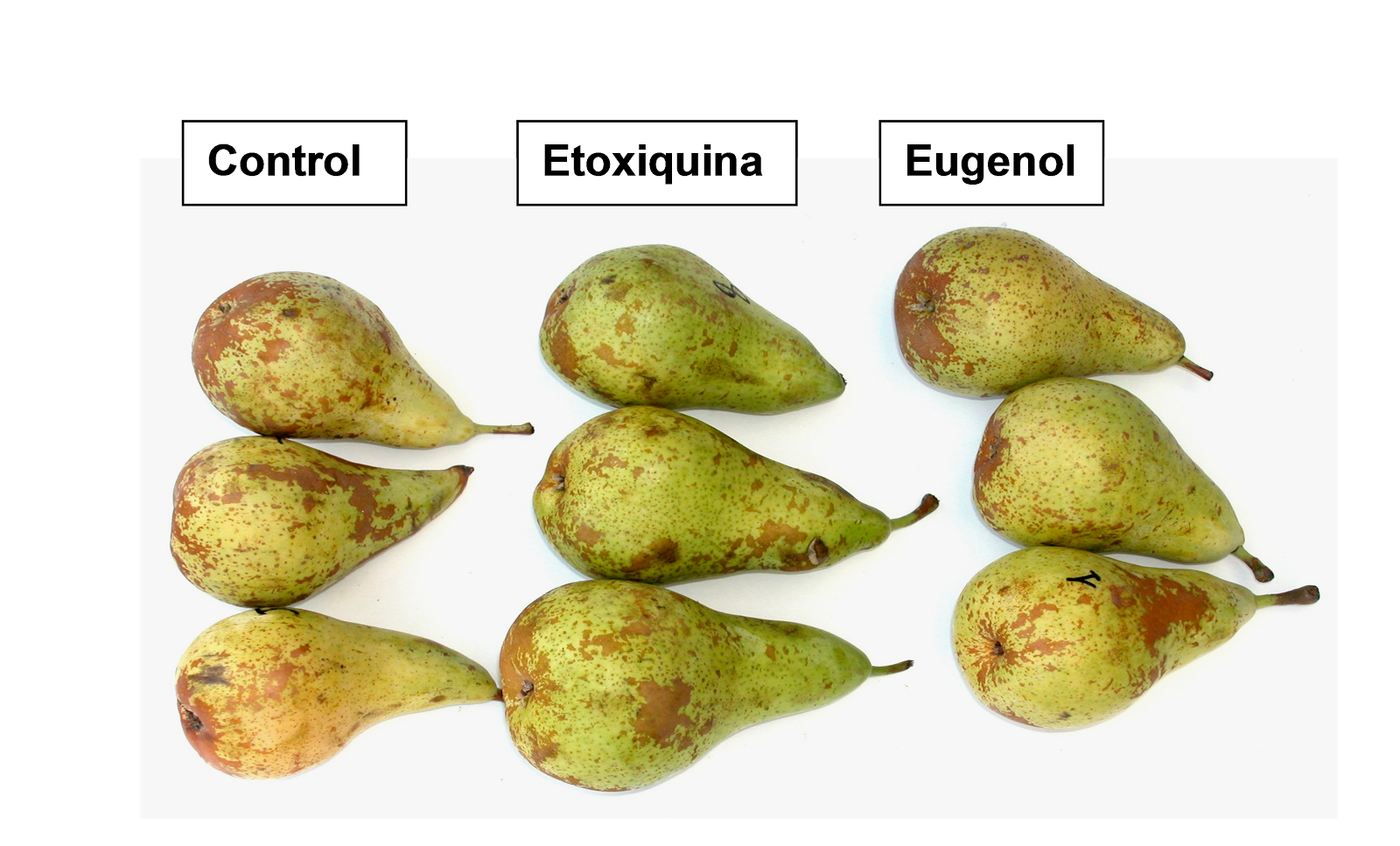 Soluciones Postcosecha Eugenol como alternativa a la etoxiquina en