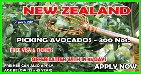 Picking Avocados Vacancy in New Zealand| Apply Now - worldswin - jobs