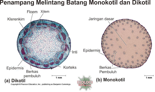 Organ Tumbuhan Akar, Batang, Daun Dunia Biologi