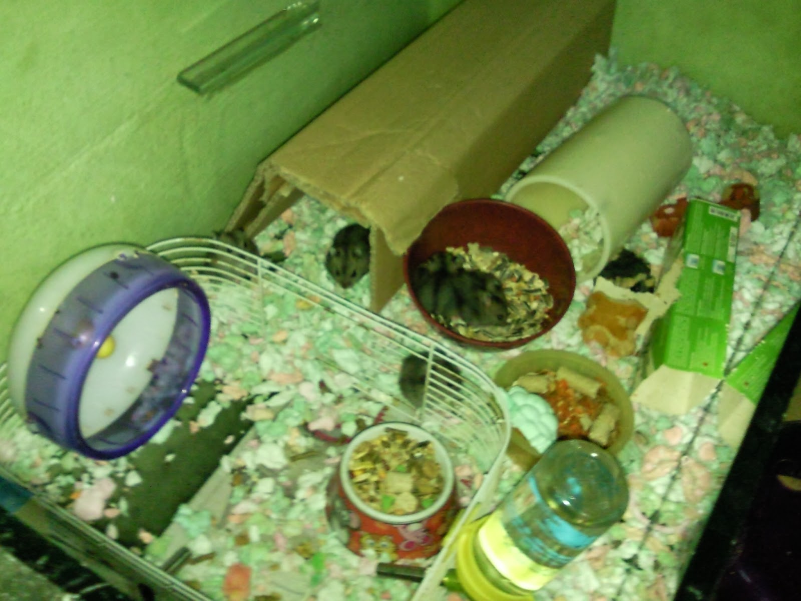 Hamsters from Jurong Updates on Jurong Hamsters in 2.5ft Fish Tank