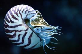 Nautilus navegador-de-arquivo