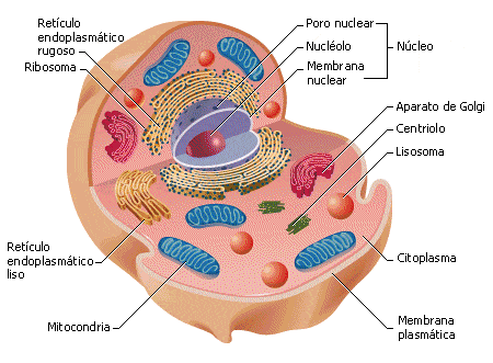 Celula Eucarionte