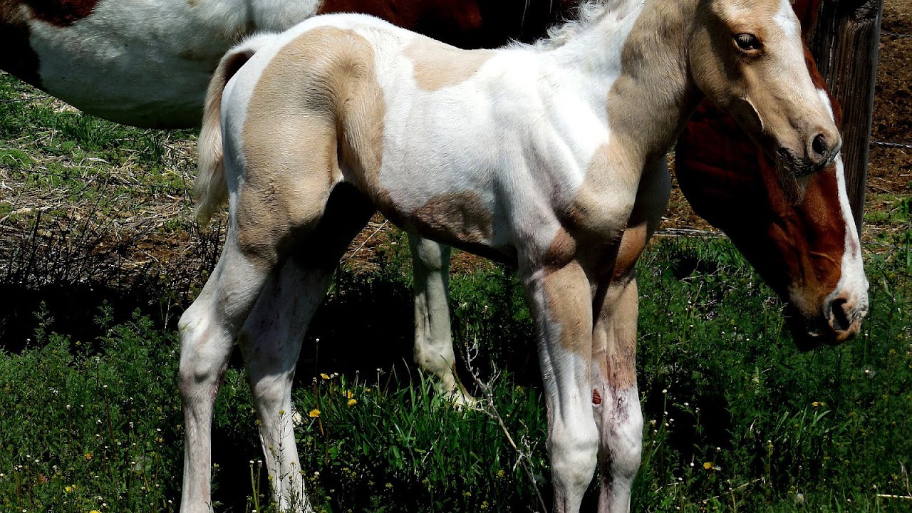 Palomino Paint Horse For Sale Horse Choices