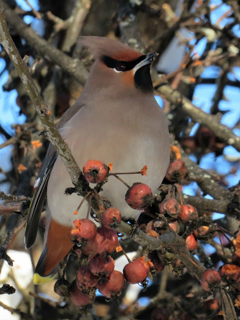 Lens and Cover - Photography | Waxwing and Rowan Berries