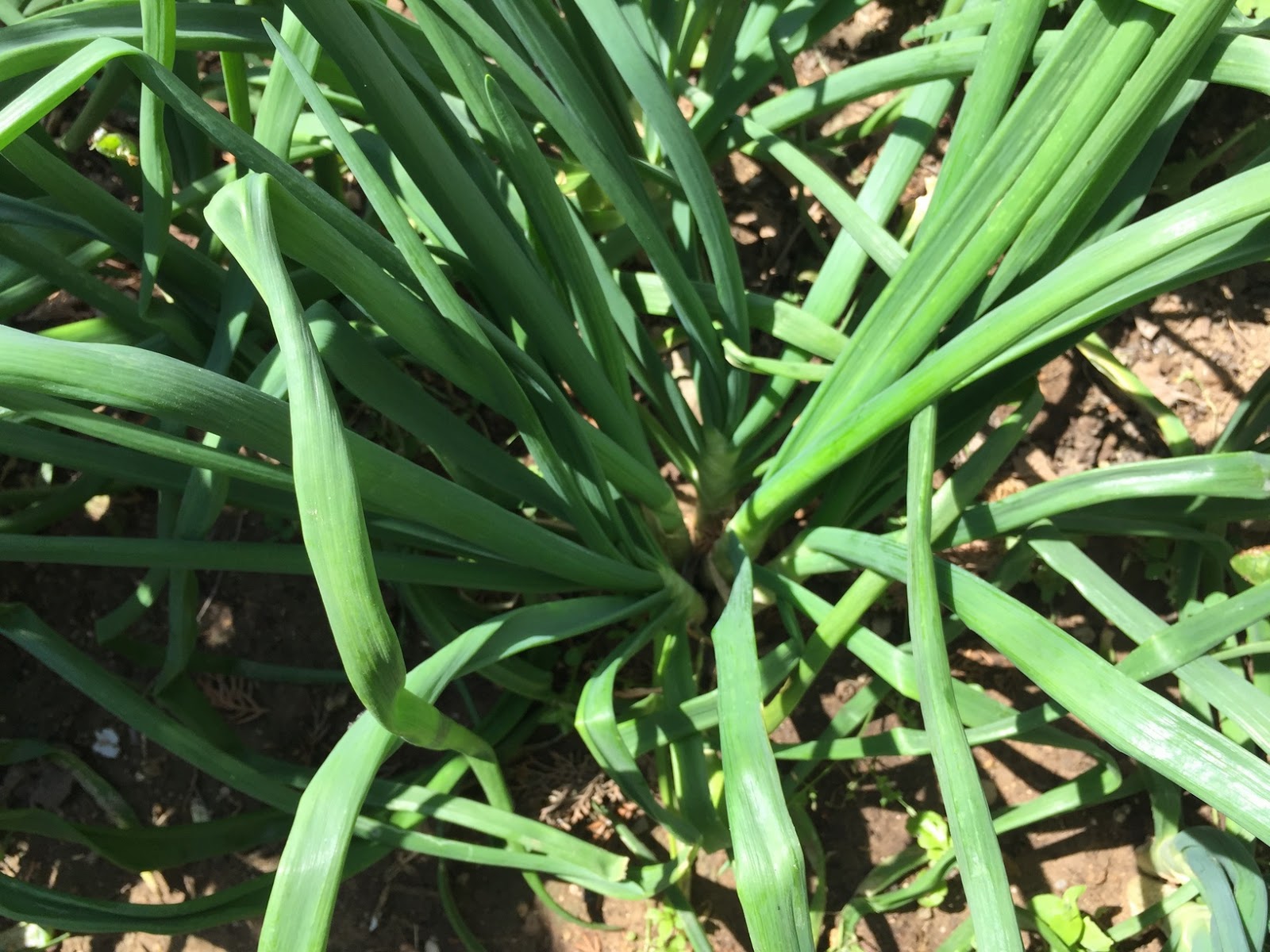 How To Plant Onion Bulbs