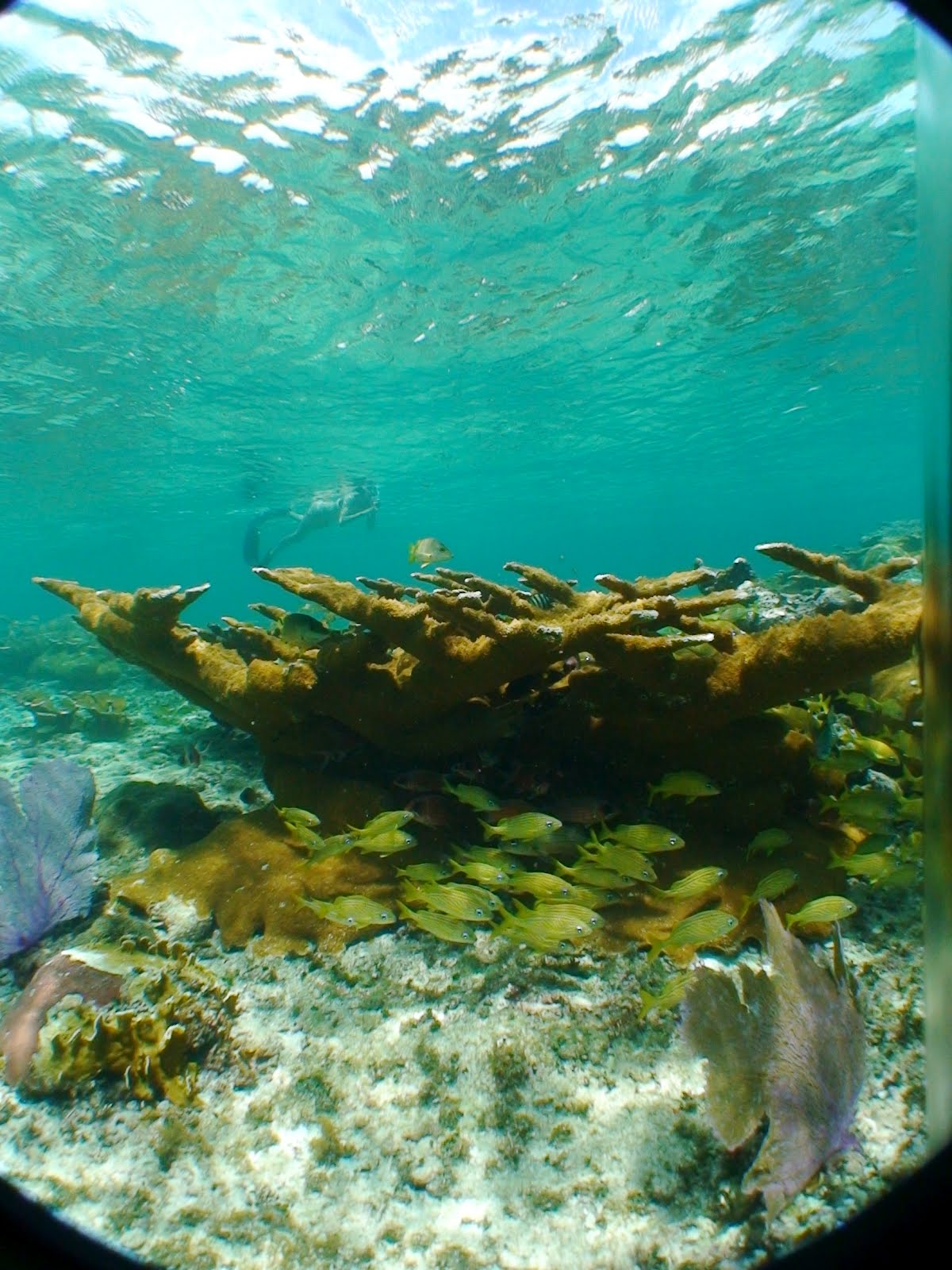 Salt Life Blog Bahamas Underwater World in Pictures