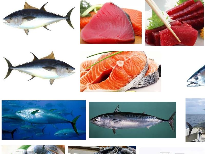 Manfaat Ikan Tuna untuk Kesehatan