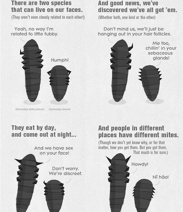 Blog Demodex Treatment Human Hair Follicle Mites April 2016