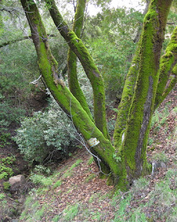 Moss-covered tree trunks near a stream running above Calaveras Road, Santa Clara County, California
