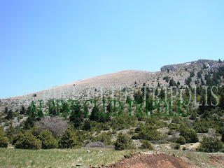 ΟΣΤΡΑΚΙΝΑ 1981m. ΟΣΤΡΑΚΙΝΑ 1981m.