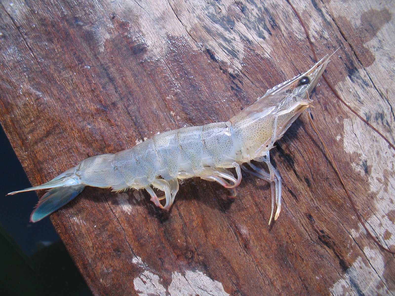 Shrimp In Ocean Wallpapers Gallery