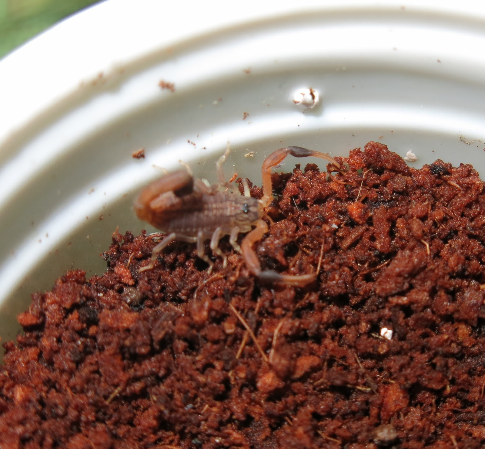 The Lady Clockwork Blog My (Scorpion) Hottentotta
