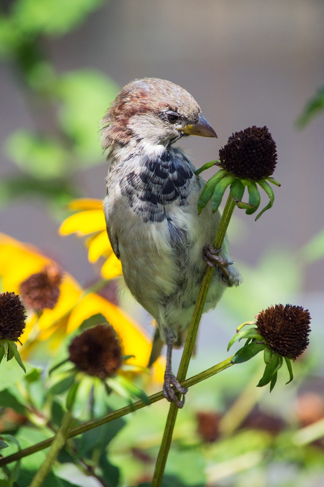 A sparrow eating. A sparrow eating.