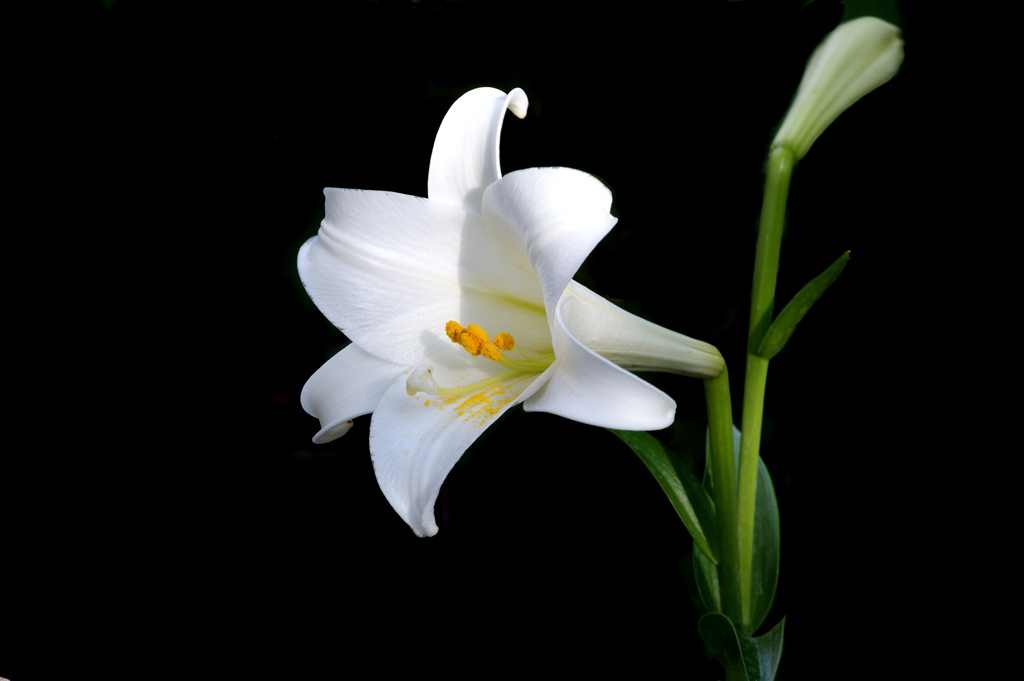 Unduh 44 Wallpaper Bunga Lily Putih Gratis Terbaik Wallpaper Keren
